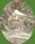 araña1.JPG