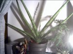 planta1.JPG