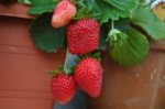 AUN TENGO FRESAS.JPG