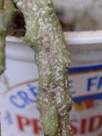 DSCN6403foro.jpg