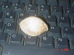 semilla1.JPG