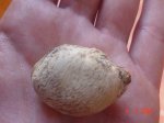 semilla2.JPG