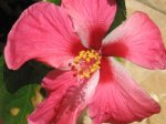 plantas 046.jpg