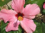 plantas 045.jpg