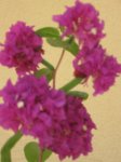 plantas 052.jpg