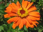zinnia1089.jpg