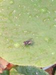 mosca pisando fuerte.JPG