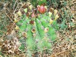 cactus1.JPG