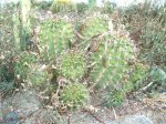 cactus flores rosas.JPG