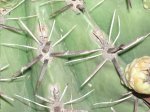 puas cactus1.JPG