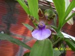 Zygopetalum Gra y Eli 004.jpg