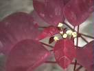 Euphorbia Cotinifolia1.jpg