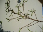 P8100002 k.jpg