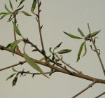 P8100002k.jpg