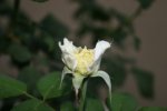 IMG_2607c.jpg
