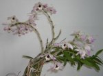DSCN5542.jpg