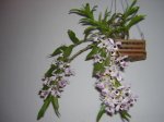 DSCN5546.jpg
