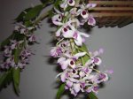DSCN5547.jpg