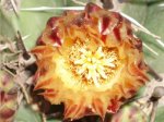 cactus flor bicolor abriendose1.JPG