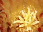 centro flor cactus bicolor.JPG