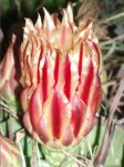 perfil flor cactus bicolor abriendose.JPG