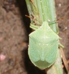 bicho verde.JPG