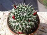 DSCN6376foro.jpg