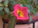 insecto y flor.jpg