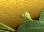 Bolita verde.jpg
