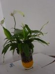 planta.JPG