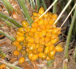 Semilla2.jpg