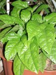 pasiflora1.JPG