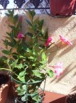 planta.jpg