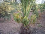 palmera2.jpg