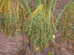 palmera3.jpg