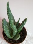 Aloe 1.jpg