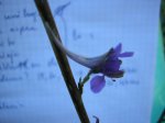 flor.JPG