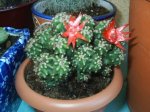 Cactus b.jpg