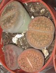 lithops5-1.JPG
