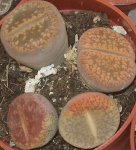 lithops5-2.JPG