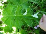 planta3.JPG