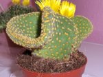 Cactus crestado.jpg