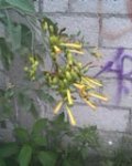 Cam000198.jpg
