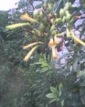 Cam000200.jpg