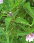 Cam000202.jpg