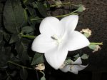 campanillas blancas.JPG