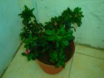 DSC01618.JPG