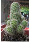 cactus 4.JPG