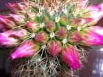 Flores mammillaria.jpg