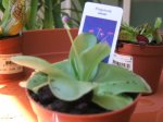 PINGUICULA WESER.jpg